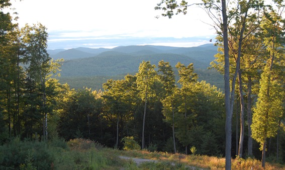 The Front Yard